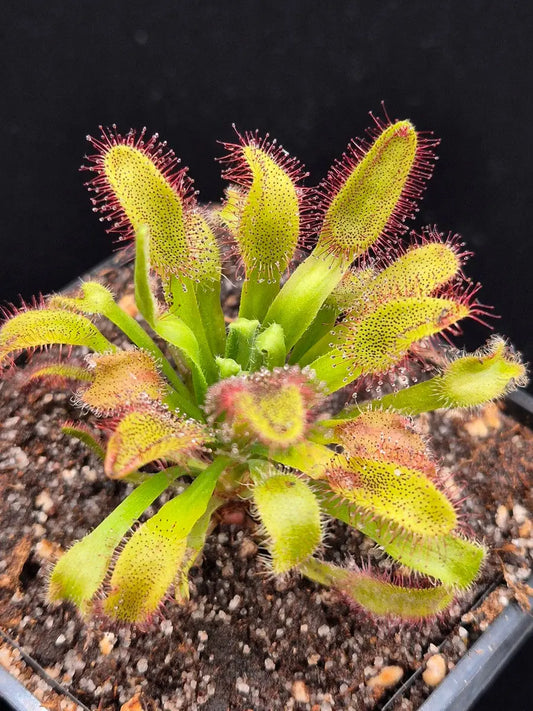 Drosera x 'Hercules' CARNIVORE DE SOLOGNE