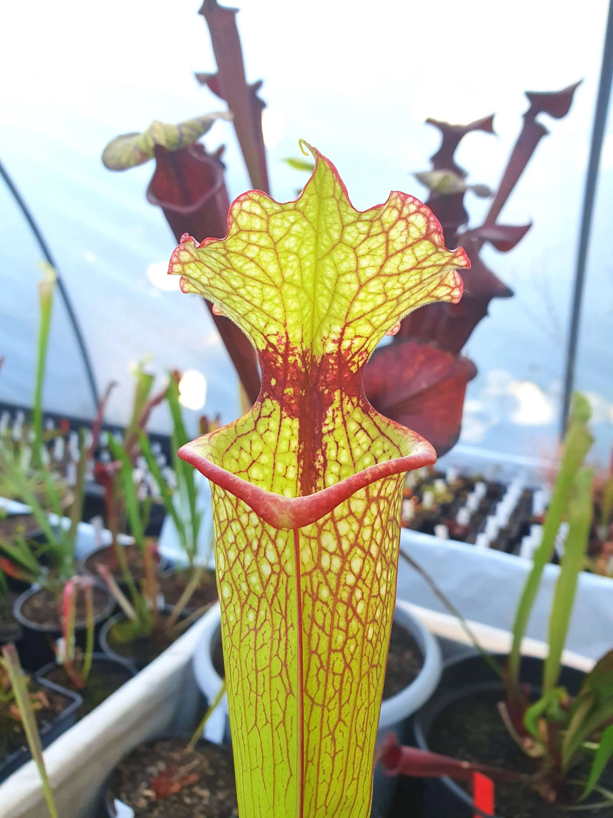Sarracenia 'Leah Wilkerson' Walton County gros plan sur les urnes