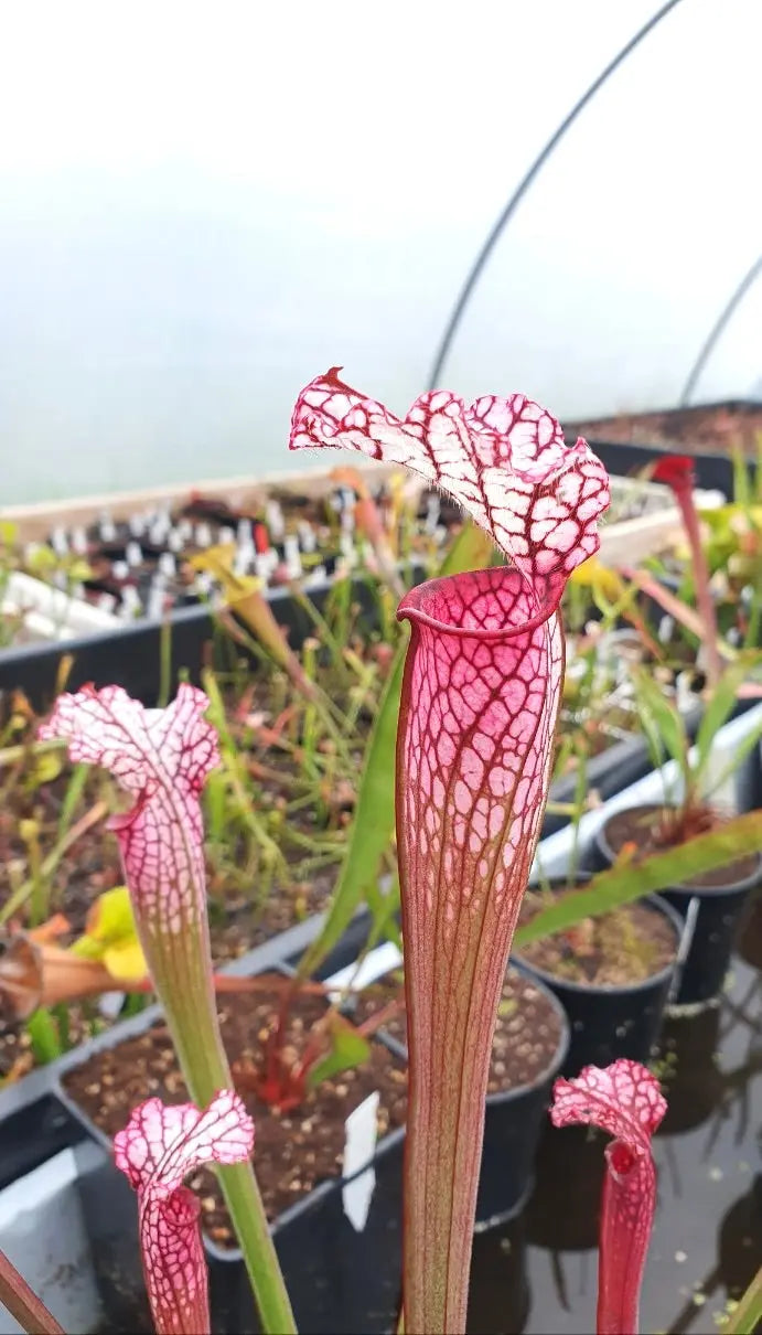 Sarracenia leucophylla red/pink tube Perdido en culture