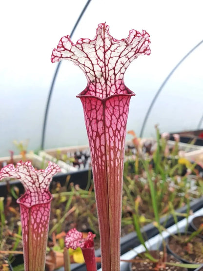 Sarracenia leucophylla red/pink tube Perdido urnes rouge bonbon