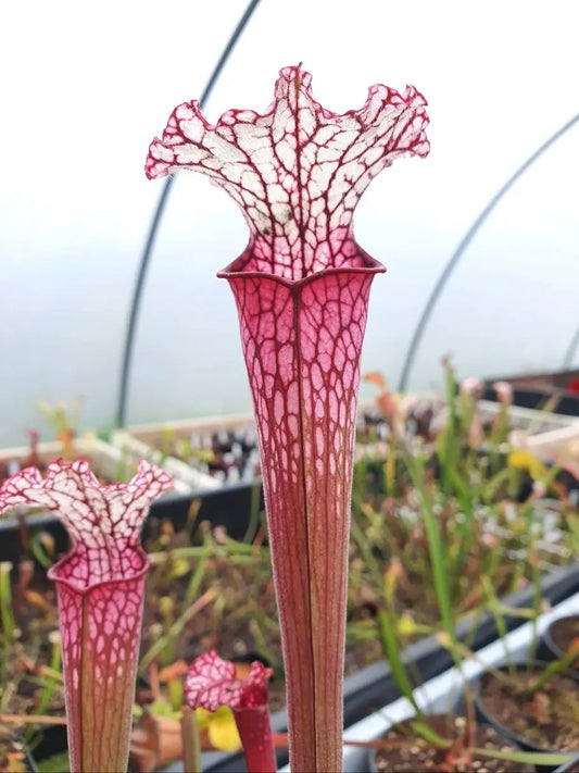 Sarracenia leucophylla red/pink tube Perdido urnes rouge bonbon