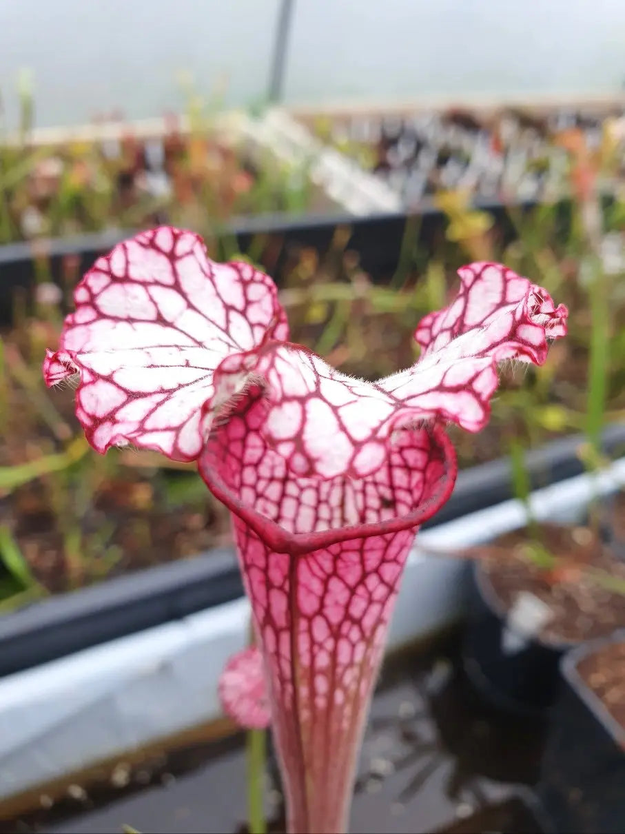 Sarracenia leucophylla red/pink tube Perdido à la pépinière Carnivore de Sologne