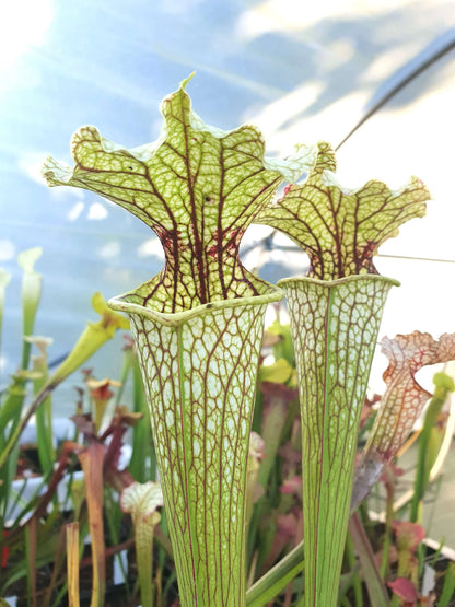 Sarracenia 'Leviathan' grande urne vert citron nervures rouges