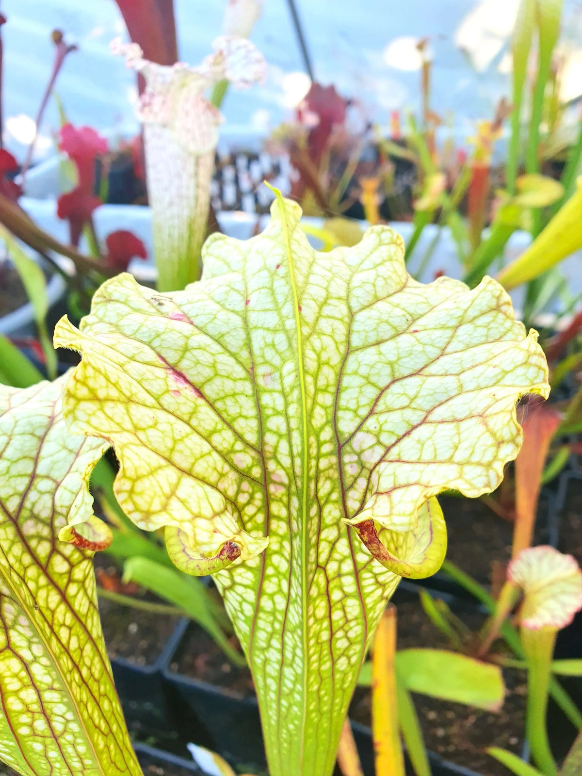 Sarracenia 'Leviathan' à la pépinière Carnivore de Sologne