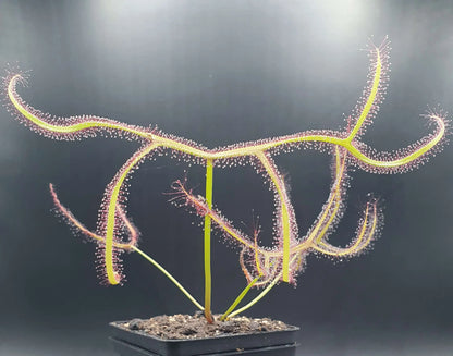 Drosera binata 'Marston Dragon' CARNIVORE DE SOLOGNE
