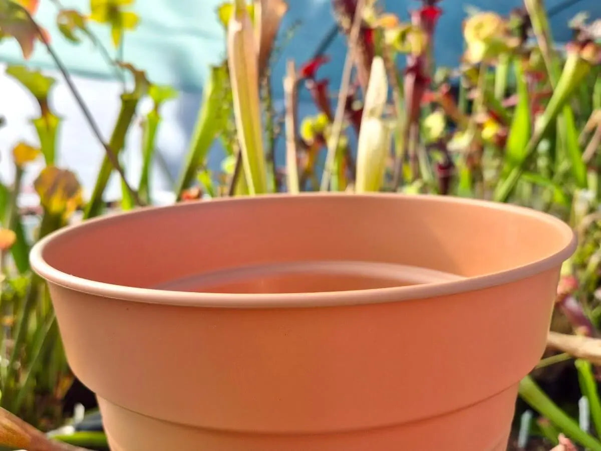 Kit mini-tourbière – 3 Plantes Carnivores  CARNIVORE DE SOLOGNE