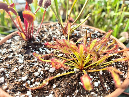 Kit mini-tourbière – 3 Plantes Carnivores CARNIVORE DE SOLOGNE