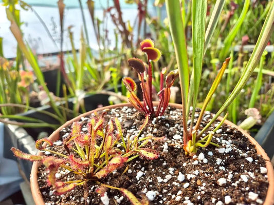 Kit mini-tourbière – 3 Plantes Carnivores + Envoi Gratuit CARNIVORE DE SOLOGNE