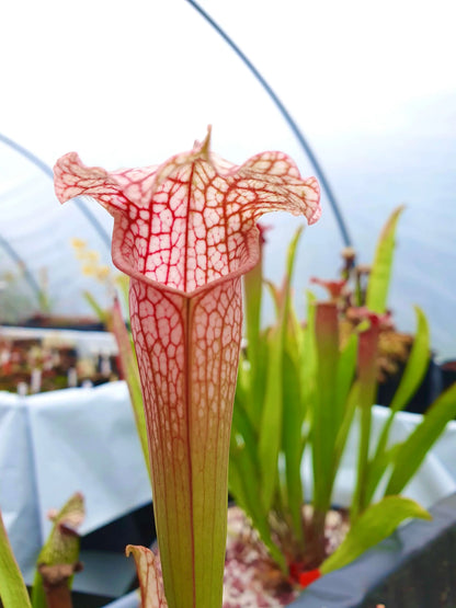 Sarracenia x mitchelliana x white top à la pépinière Carnivore de Sologne