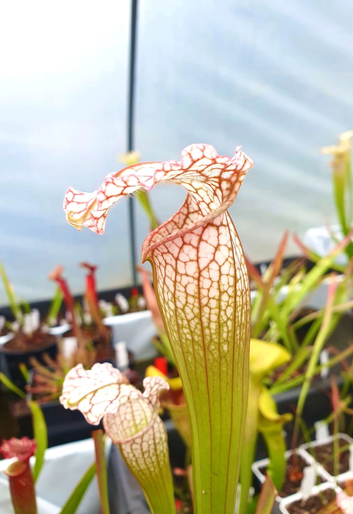 Sarracenia x mitchelliana x white top dans son pot