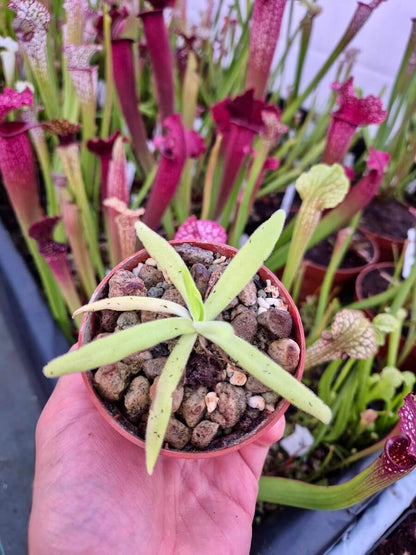 Pinguicula gigantea x moctezumae - plante carnivore Carnivore de Sologne