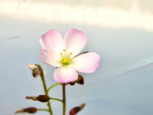 Drosera binata Pink Flower, tentacules fourchus et fleurs roses, plante carnivore