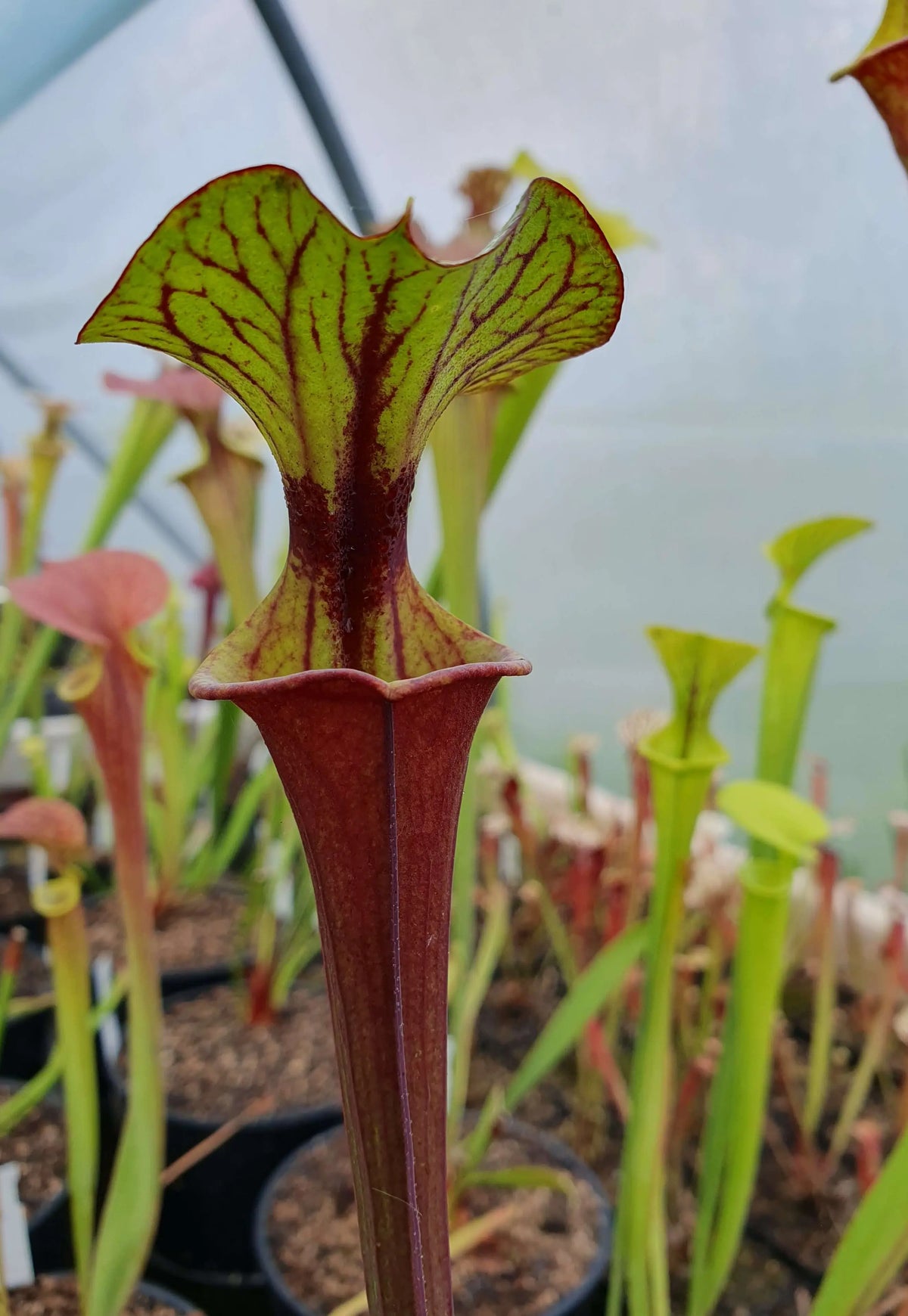 Sarracenia flava var. rubricorpora Giant grande urne rouge