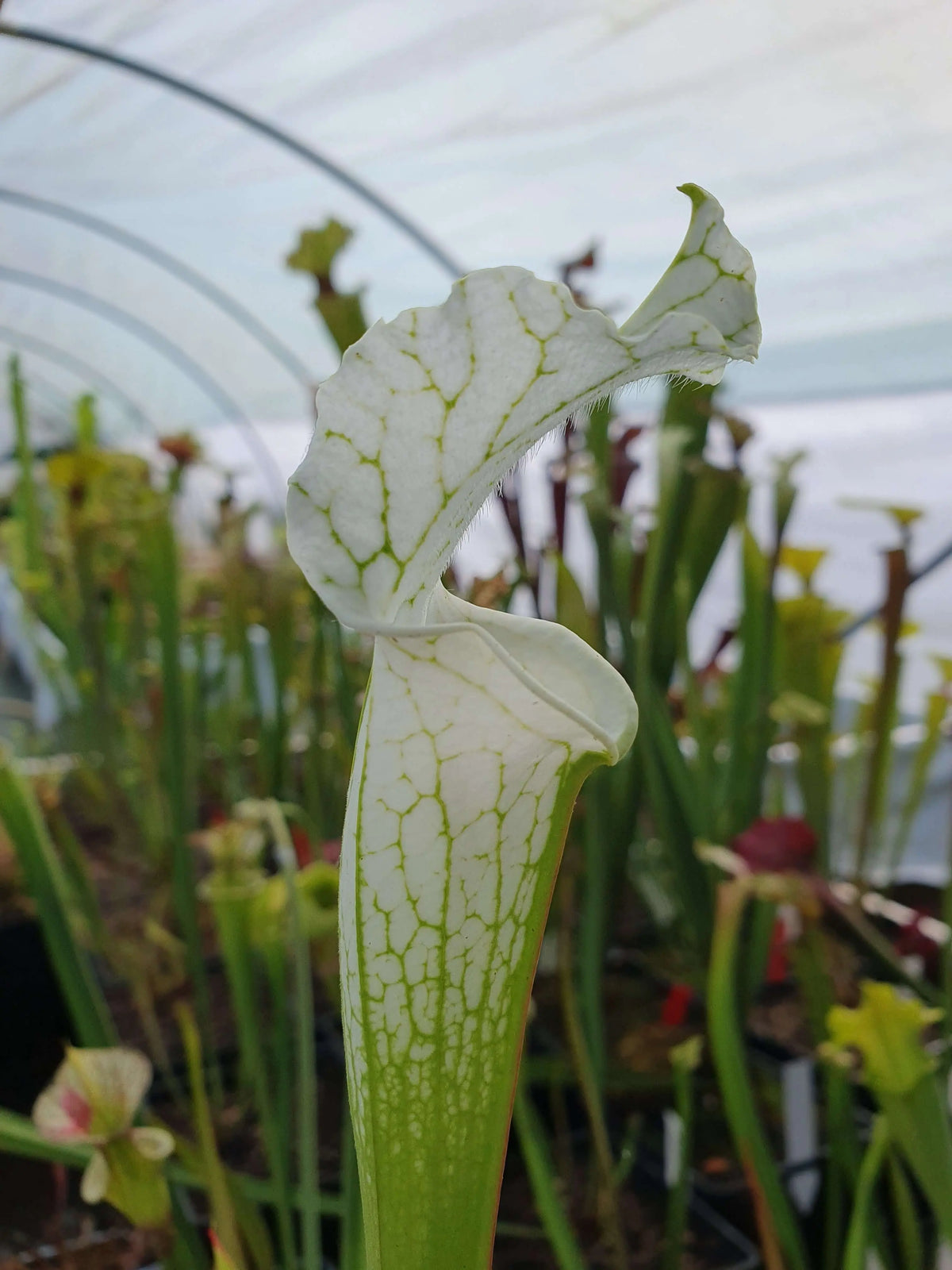 Sarracenia leucophylla var. alba urnes blanches
