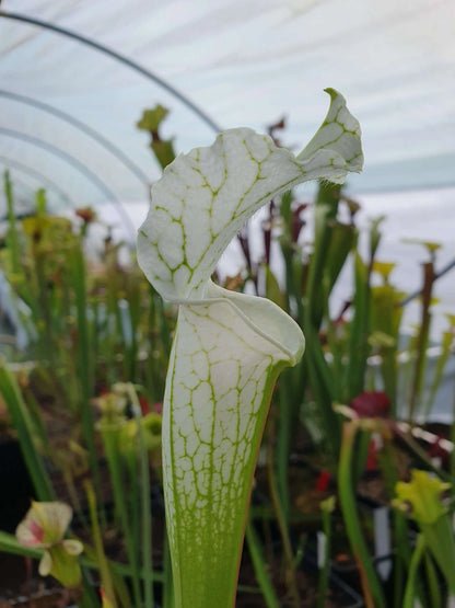 Sarracenia leucophylla var. alba urnes blanches