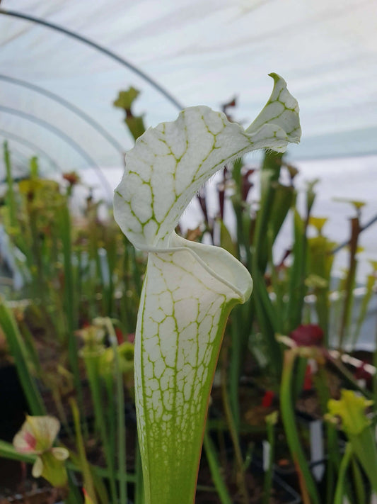 Sarracenia leucophylla var. alba urnes blanches