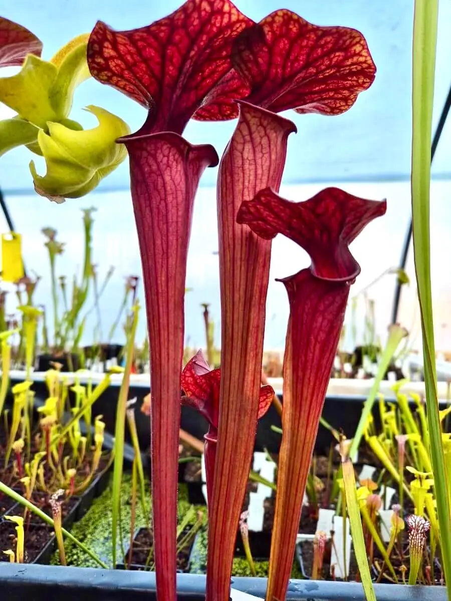 Sarracenia 'Ares' urne