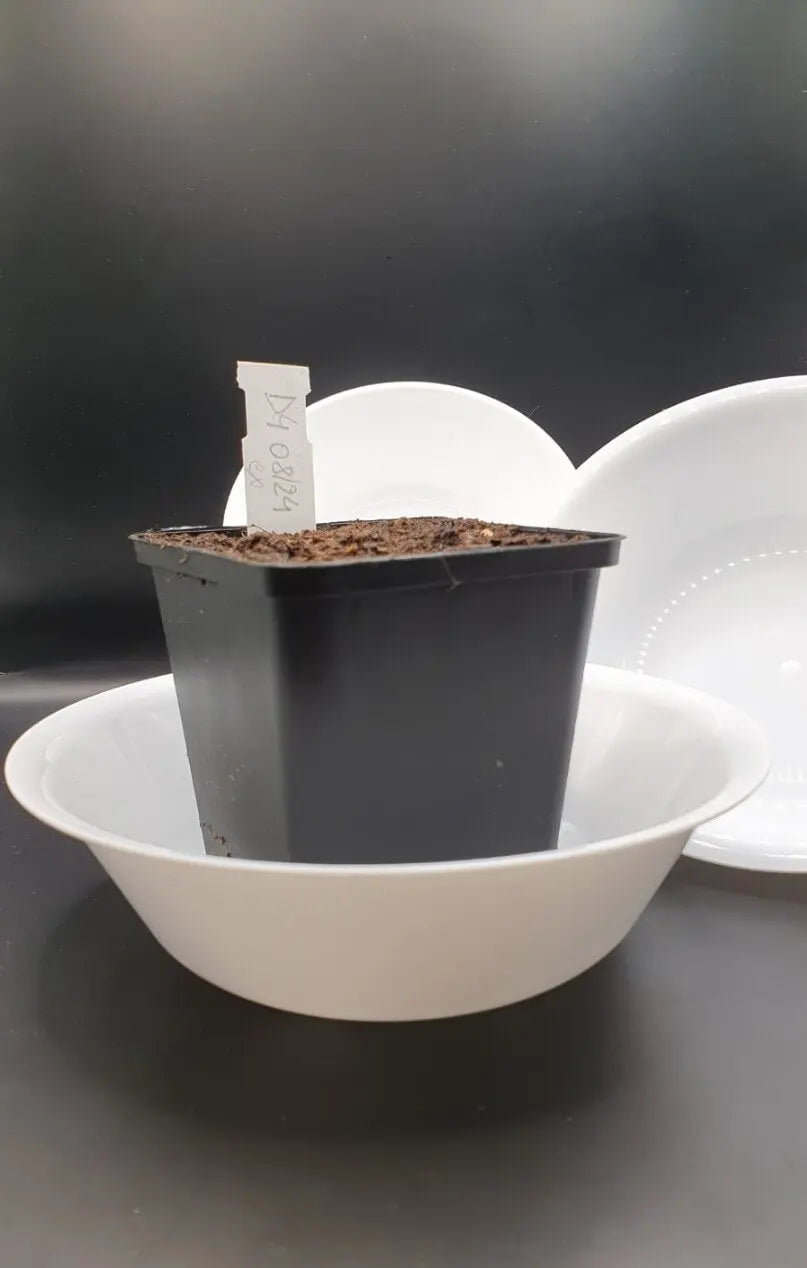Sous-pot Taille Haute pour Plantes Carnivores – 0,75L CARNIVORE DE SOLOGNE