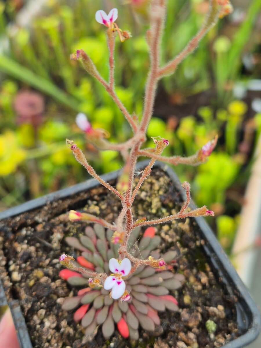 Stylidium assimile feuilles rouges au soleil
