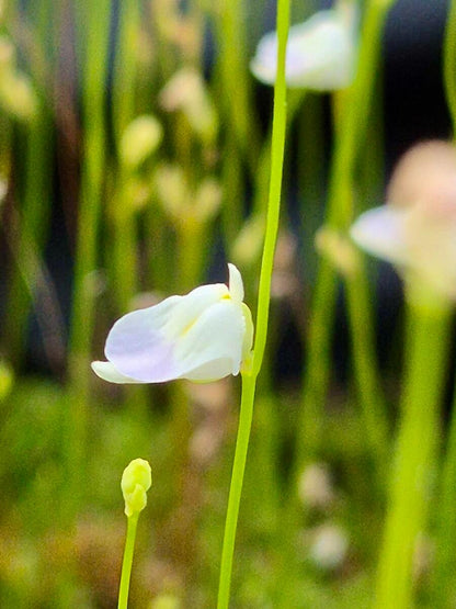 Utricularia livida - plante carnivore aquatique en pot